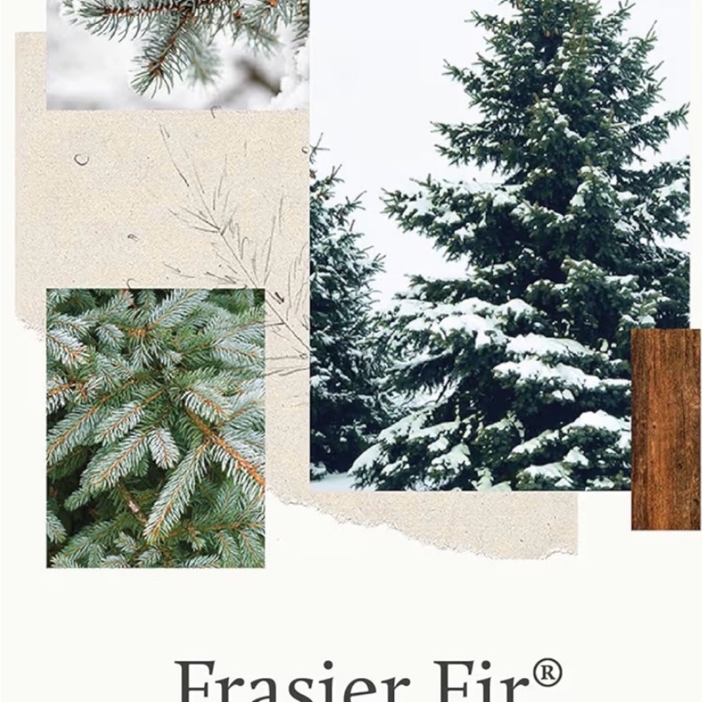Thymes Heritage Pine Needle CandleFrasier Fir Pine Scent - 11.5 Oz - Frasier Fir - Picture 4 of 5